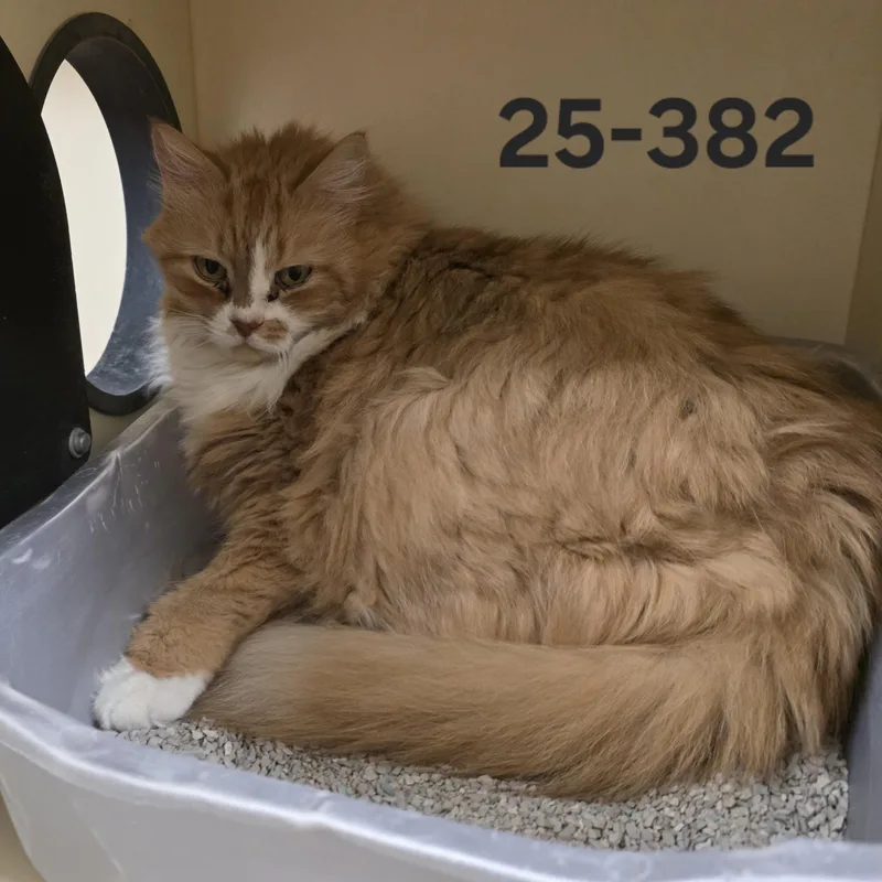A senior large-sized female Persian cat named 25-382 for adoption in Ridgecrest, CA