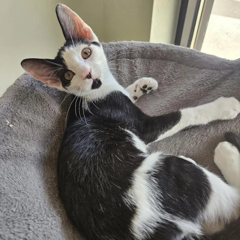 A baby small-sized male Black Domestic Short Hair cat named Walter for adoption in Gainesville, FL