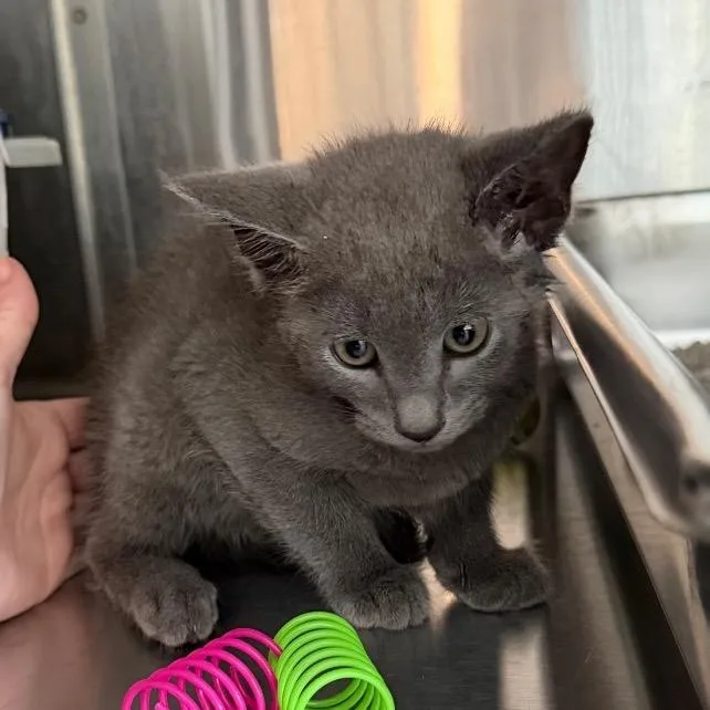 A baby small-sized female Gray / Blue / Silver Domestic Short Hair cat named Mellie for adoption in Winston Salem, NC