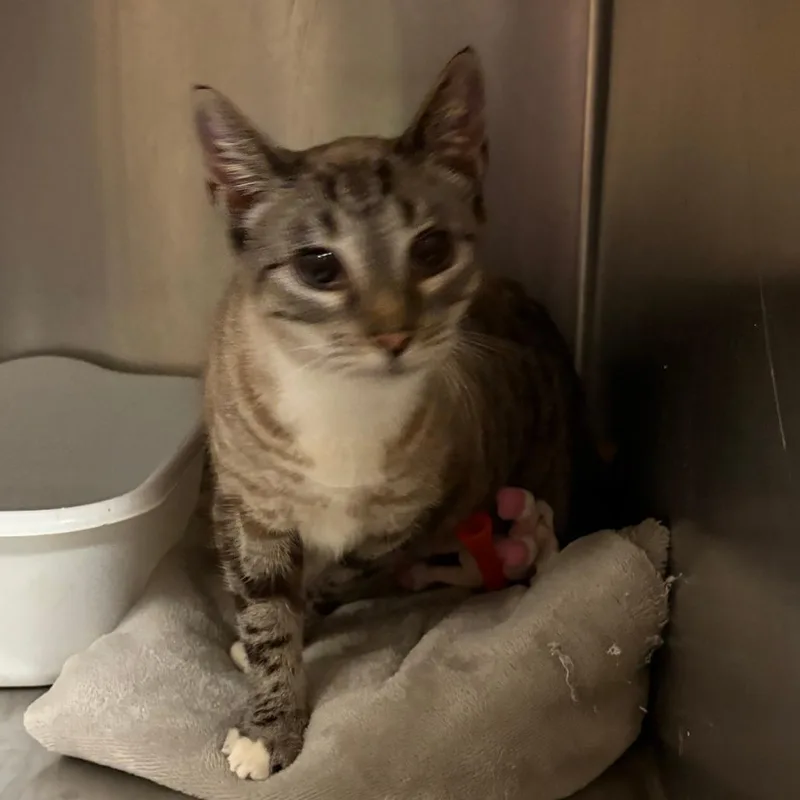 A young medium-sized female Gray / Blue / Silver Siamese cat named Fudgsicle for adoption in North Myrtle Beach, SC
