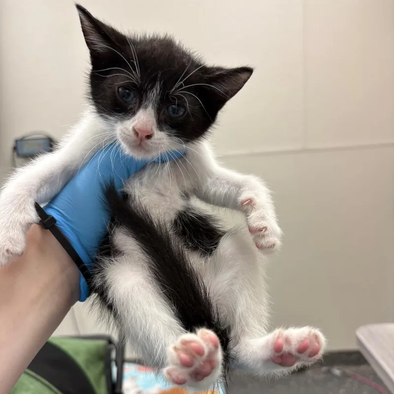 Tux