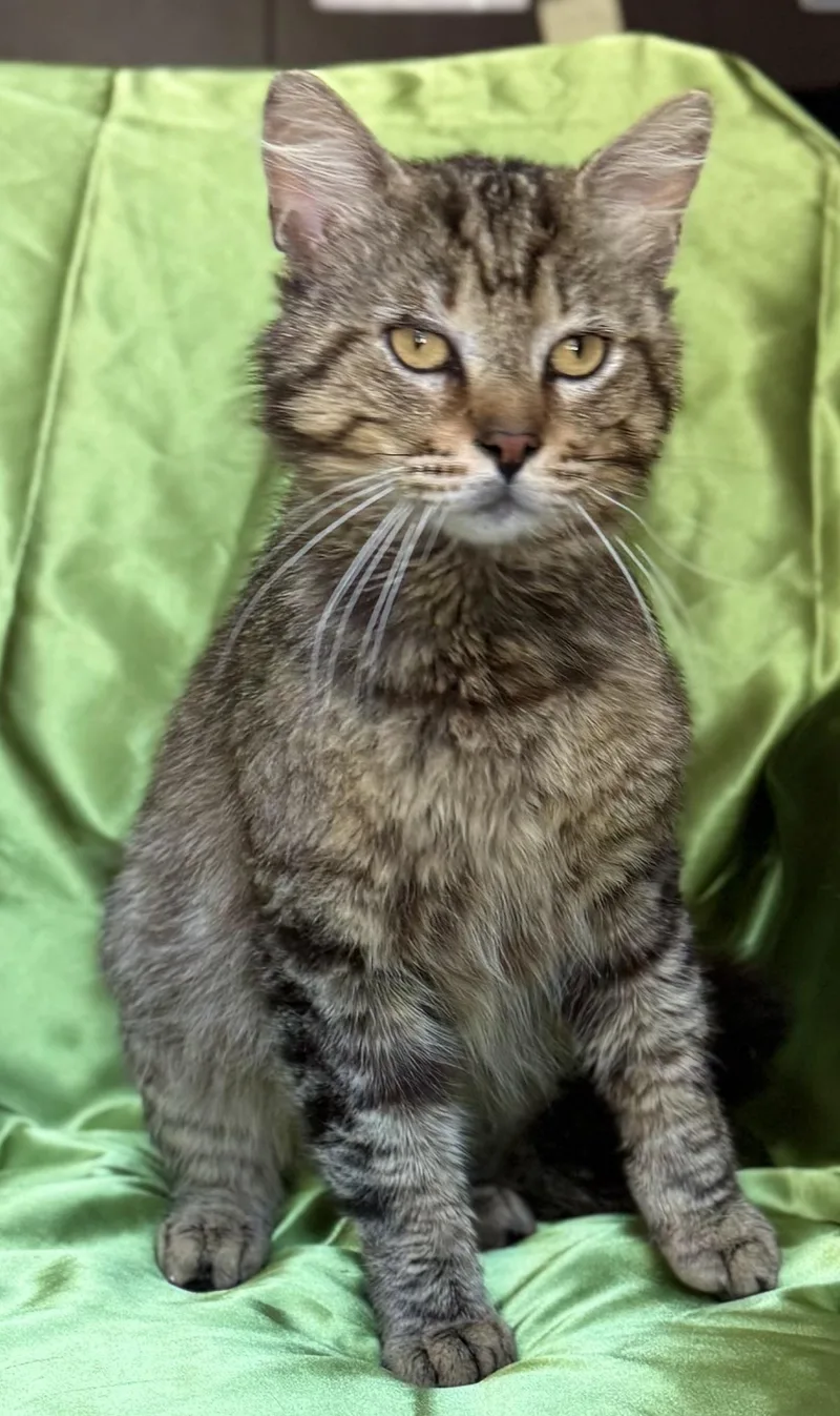 An adult medium-sized male Tabby (Brown / Chocolate) Domestic Short Hair cat named Augustus for adoption in Rowland Heights, CA