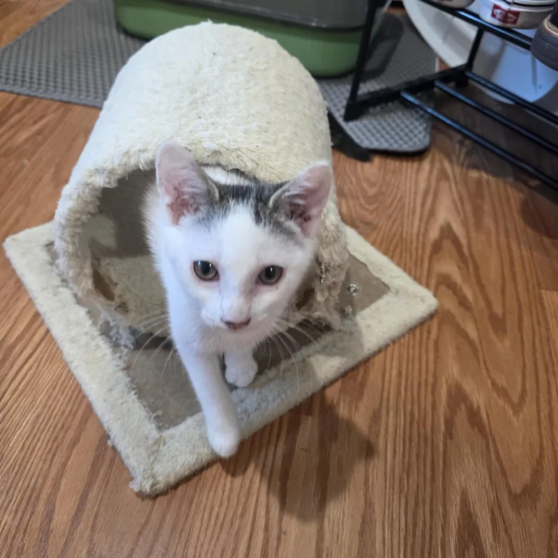 A baby small-sized male Tabby (Brown / Chocolate) Domestic Short Hair cat named Ollie for adoption in Odenton, MD