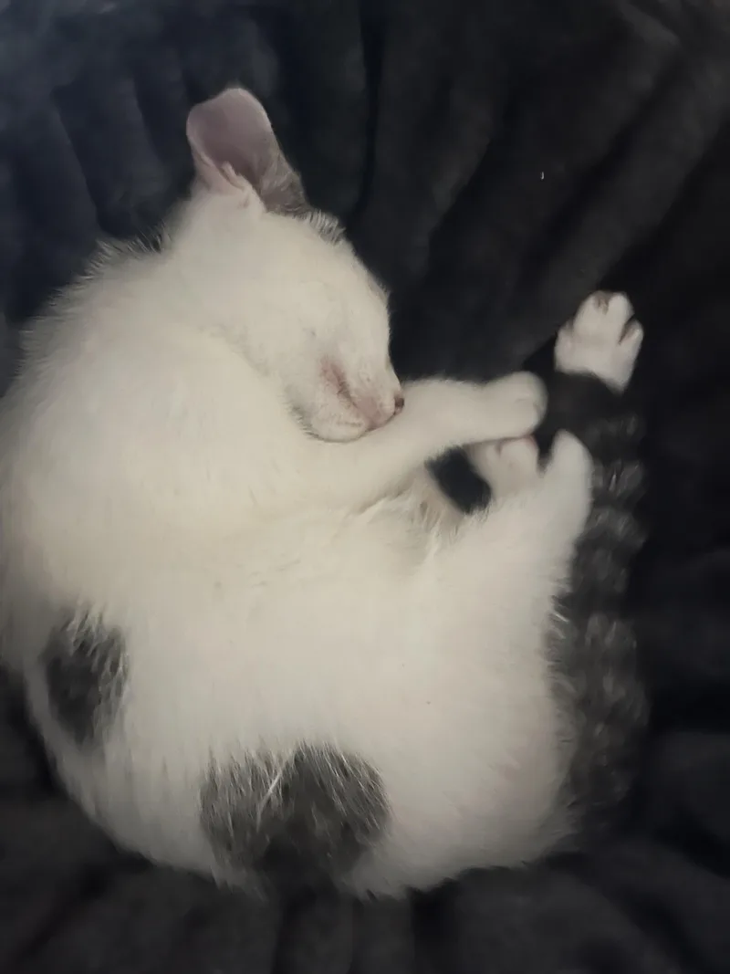 Ollie thumbnail 4