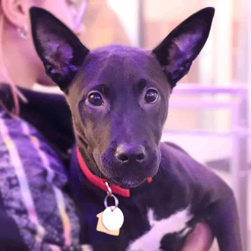 A young medium-sized female Mixed Breed dog named Bluey for adoption in Port Washington, NY