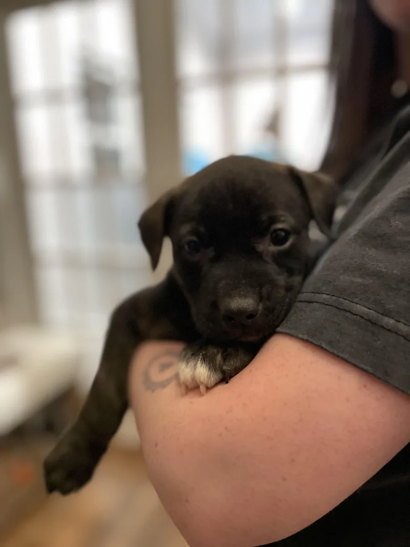 A baby large-sized female Black Catahoula Leopard Dog dog named Pippa for adoption in Union Grove, WI