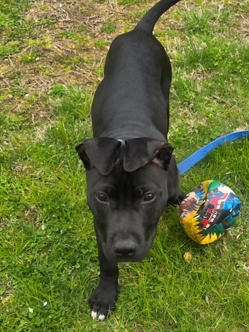A baby medium-sized male Black Pit Bull Terrier dog named Norbert for adoption in Oceanport, NJ