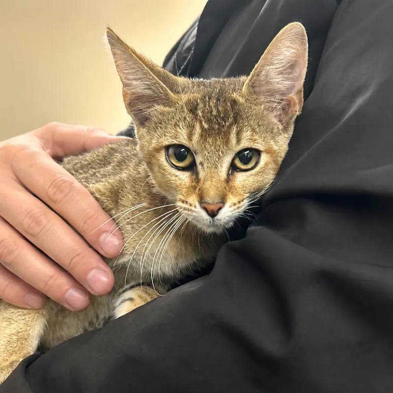 A young medium-sized male Brown / Chocolate Domestic Short Hair cat named Solar for adoption in Austin, TX