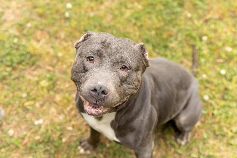 An adult medium-sized male Mixed Breed dog named Sox for adoption in Durham, NC