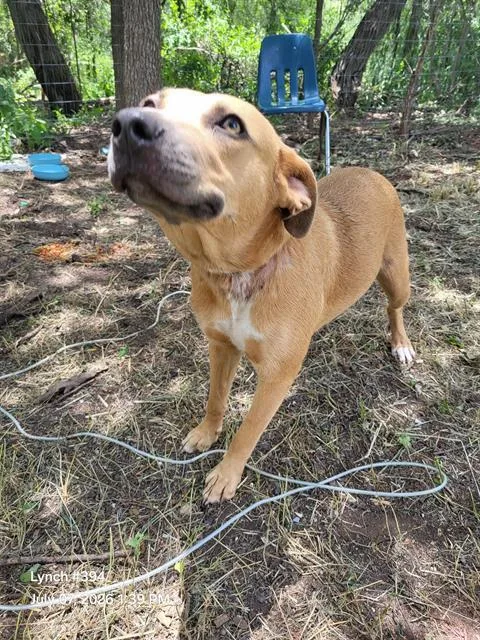 A young medium-sized female Black Mouth Cur dog named Selene for adoption in San Antonio, TX
