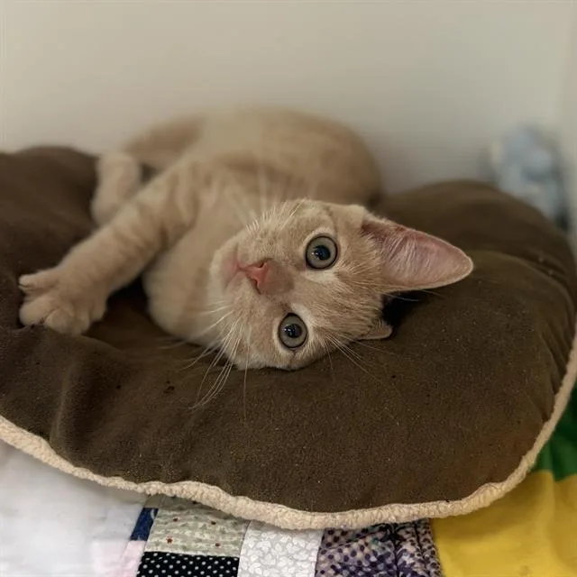 A baby small-sized male Domestic Medium Hair cat named Trucker for adoption in Sugar Land, TX