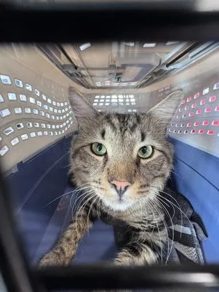 Pawbert