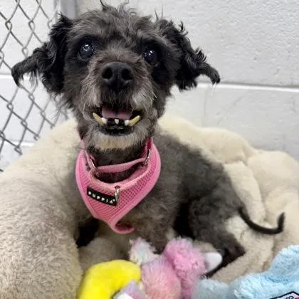 A senior small-sized female Mixed Breed dog named Fiona for adoption in Adrian, MI