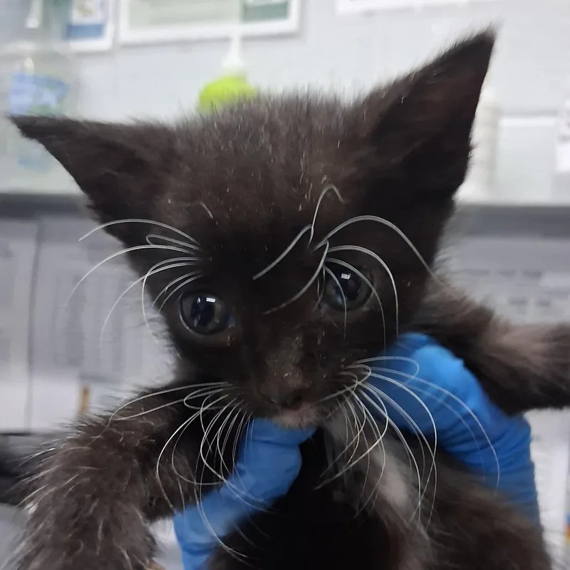 A baby small-sized male Black Domestic Short Hair cat named Penguin @ Azalea Square for adoption in Summerville, SC