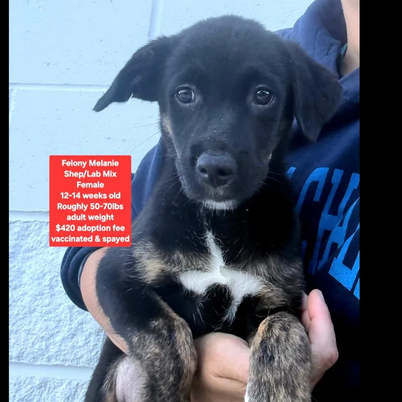 A baby large-sized female Labrador Retriever dog named Felony Melanie for adoption in Oviedo, FL