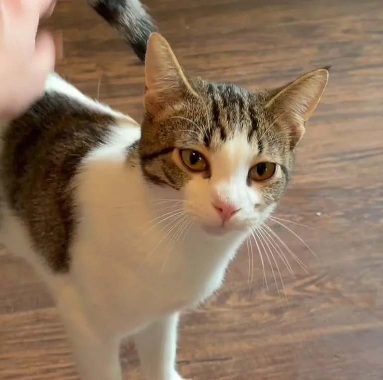 A young medium-sized male Tabby (Brown / Chocolate) Domestic Short Hair cat named Praline for adoption in Houston, TX