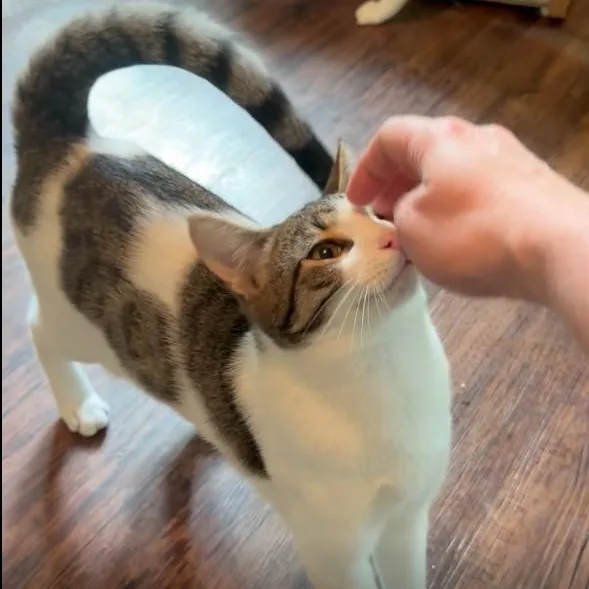 Praline thumbnail 3