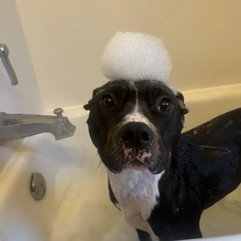 An adult medium-sized female Mixed Breed dog named Trudy for adoption in Hornell, NY