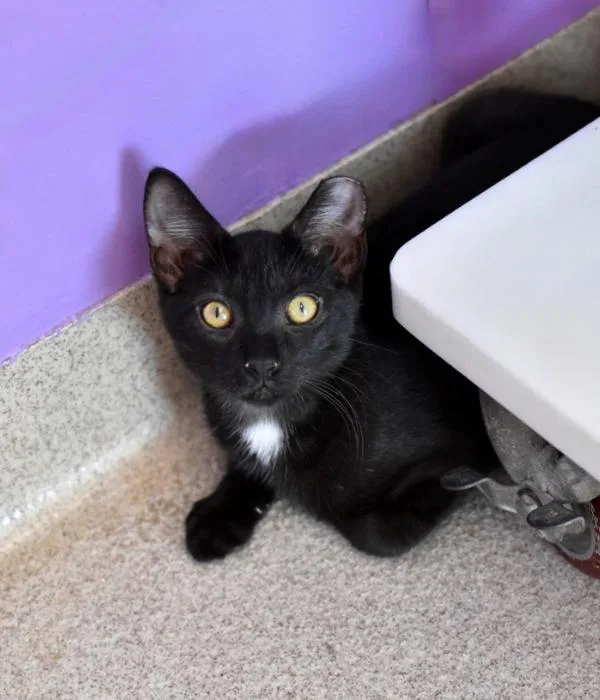 A young medium-sized female Domestic Short Hair cat named Carson for adoption in Marietta, GA
