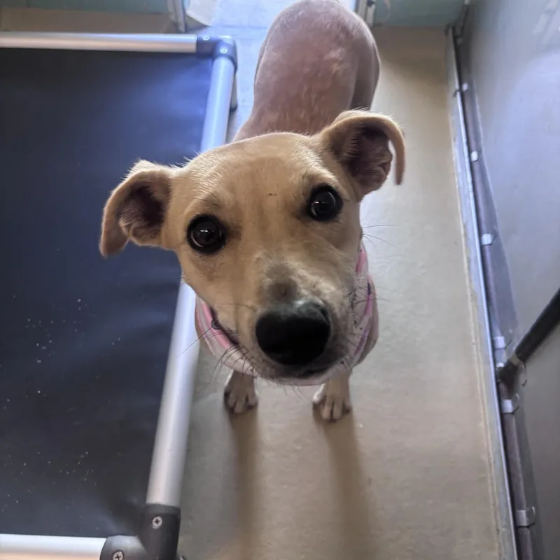 A young medium-sized female Yellow / Tan / Blond / Fawn Labrador Retriever dog named Kanga for adoption in Marion, NC