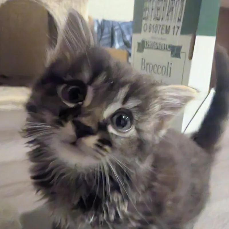 A baby small-sized male Brown / Chocolate Domestic Short Hair cat named Waddle for adoption in Long Beach, CA