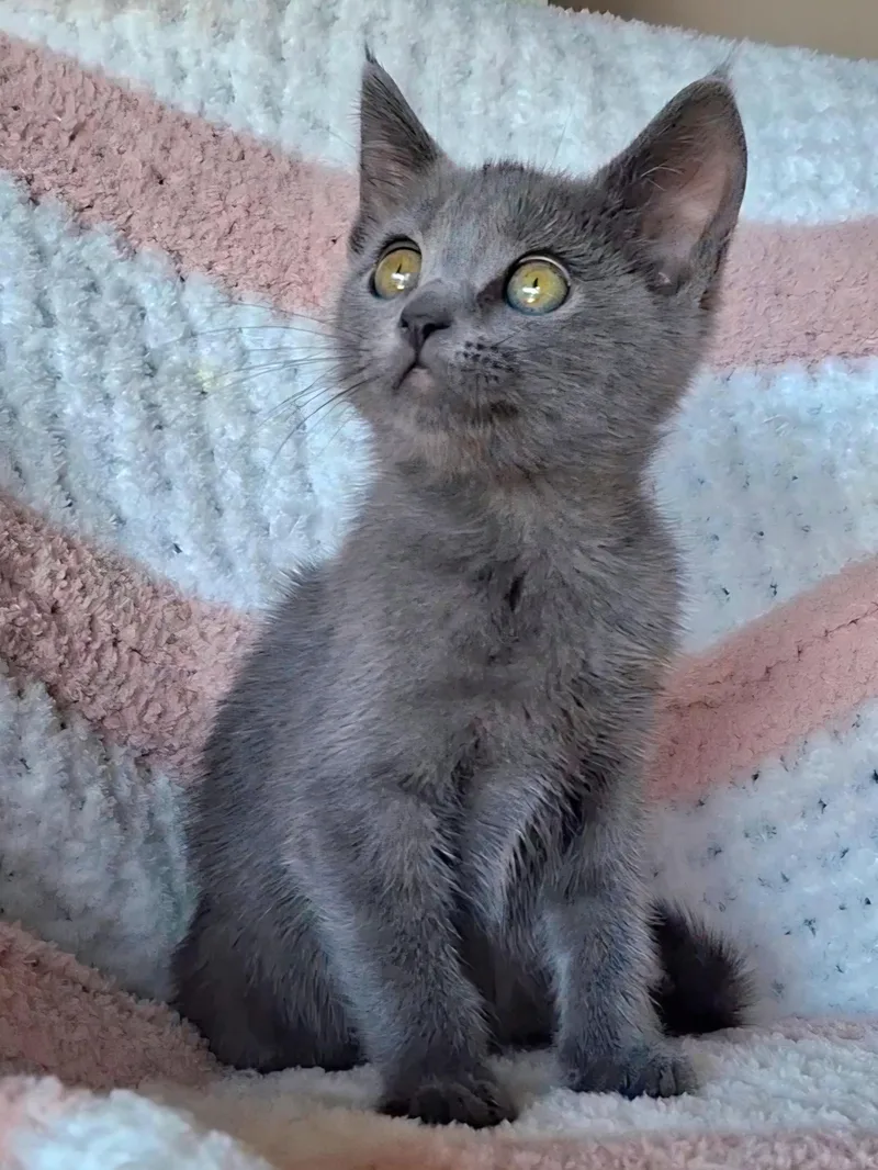 A baby small-sized female Gray / Blue / Silver Russian Blue cat named BFFs Poppy & Pebbles for adoption in Yorba Linda, CA