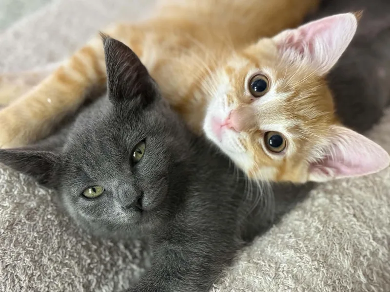 BFFs Poppy & Pebbles thumbnail 4