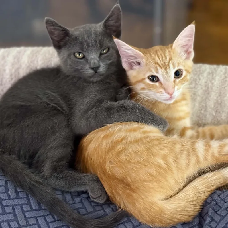 BFFs Poppy & Pebbles thumbnail 5