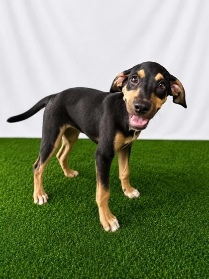 A baby large-sized male Black Mixed Breed dog named Chorizo for adoption in Covington, LA