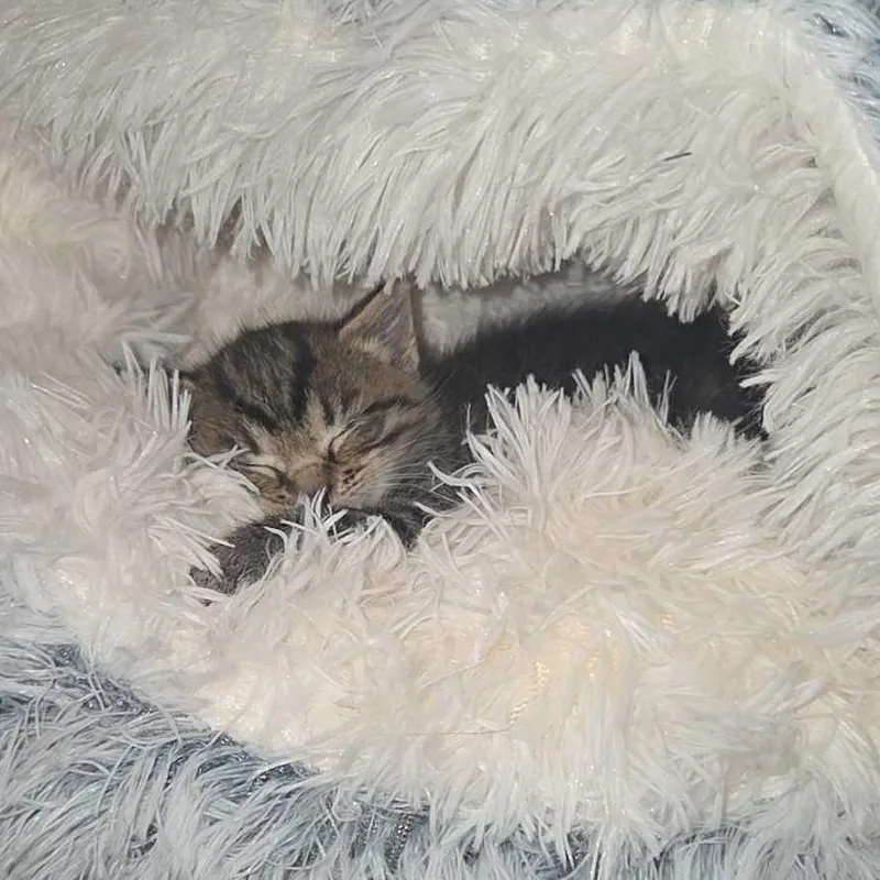 A baby small-sized female Brown / Chocolate Domestic Short Hair cat named Mickie for adoption in Newark, DE