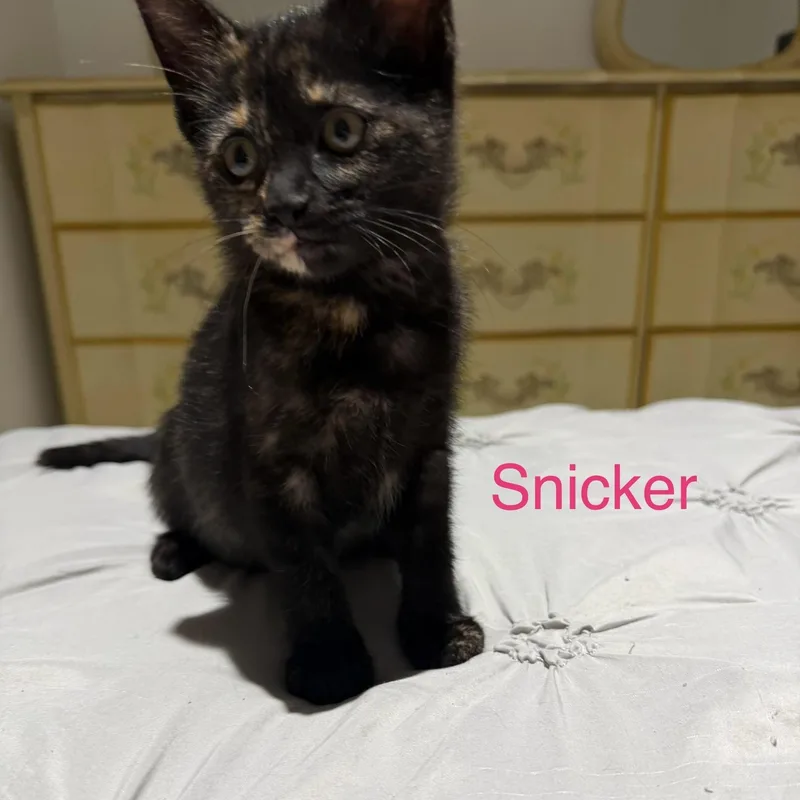 A baby small-sized female Tortoiseshell Domestic Short Hair cat named Snickers for adoption in Davisburg, MI