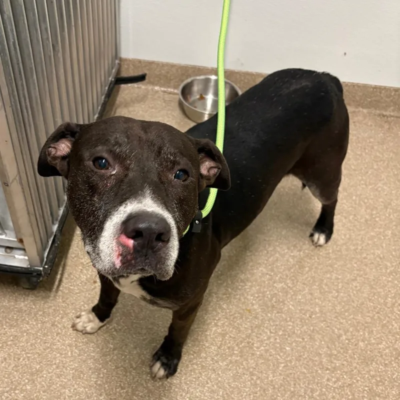 An adult medium-sized male Black Pit Bull Terrier dog named Eugene for adoption in League City, TX