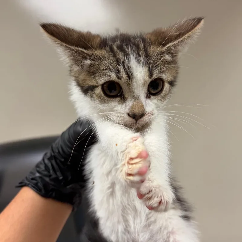 A baby small-sized female White Domestic Short Hair cat named Praline for adoption in Reno, NV
