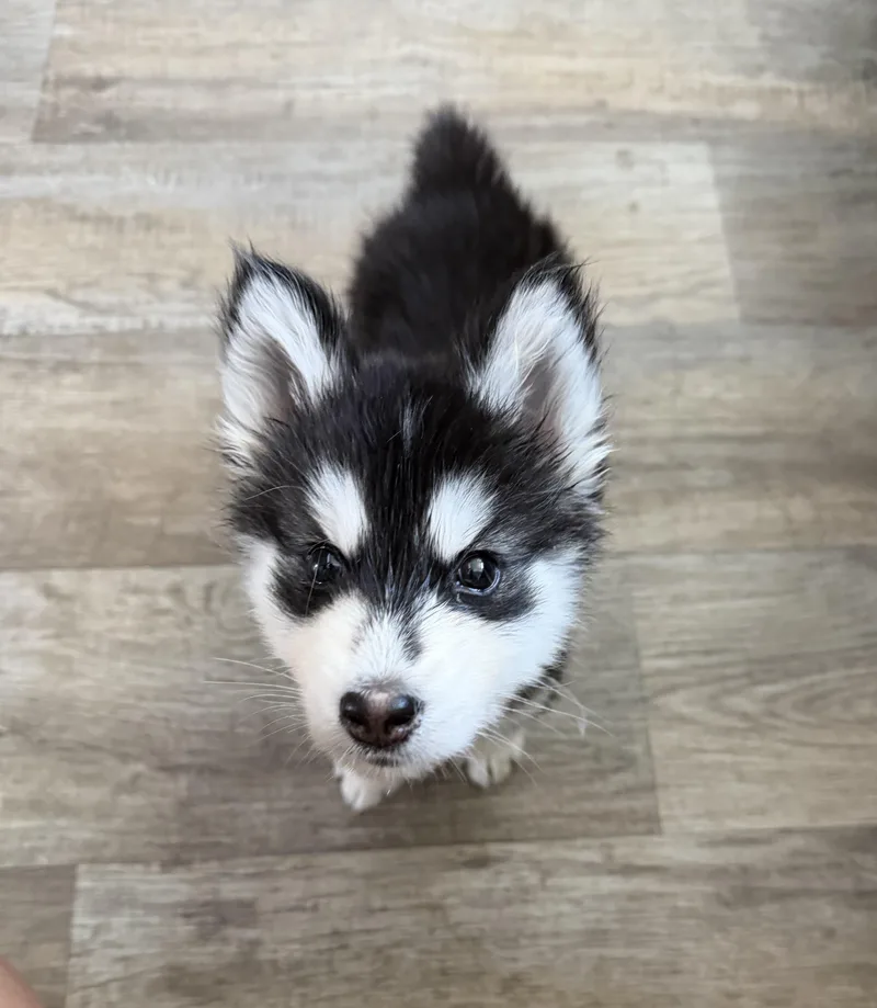 A baby medium-sized male Husky dog named Maui for adoption in Sumter, SC