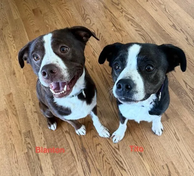 An adult medium-sized male Bicolor Boston Terrier dog named Blanton for adoption in Loudon, TN