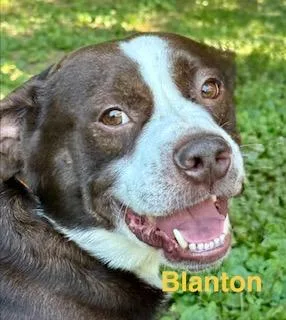 Blanton thumbnail 3