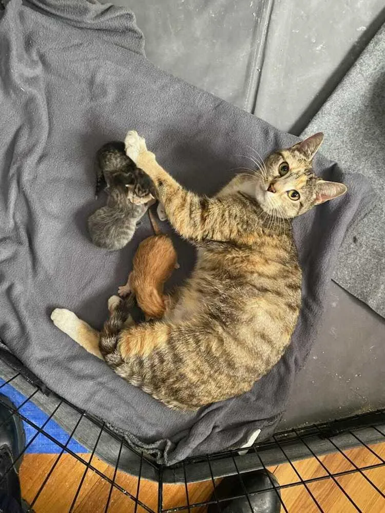 An adult medium-sized female Tabby (Brown / Chocolate) Domestic Short Hair cat named Cc for adoption in West Mifflin, PA
