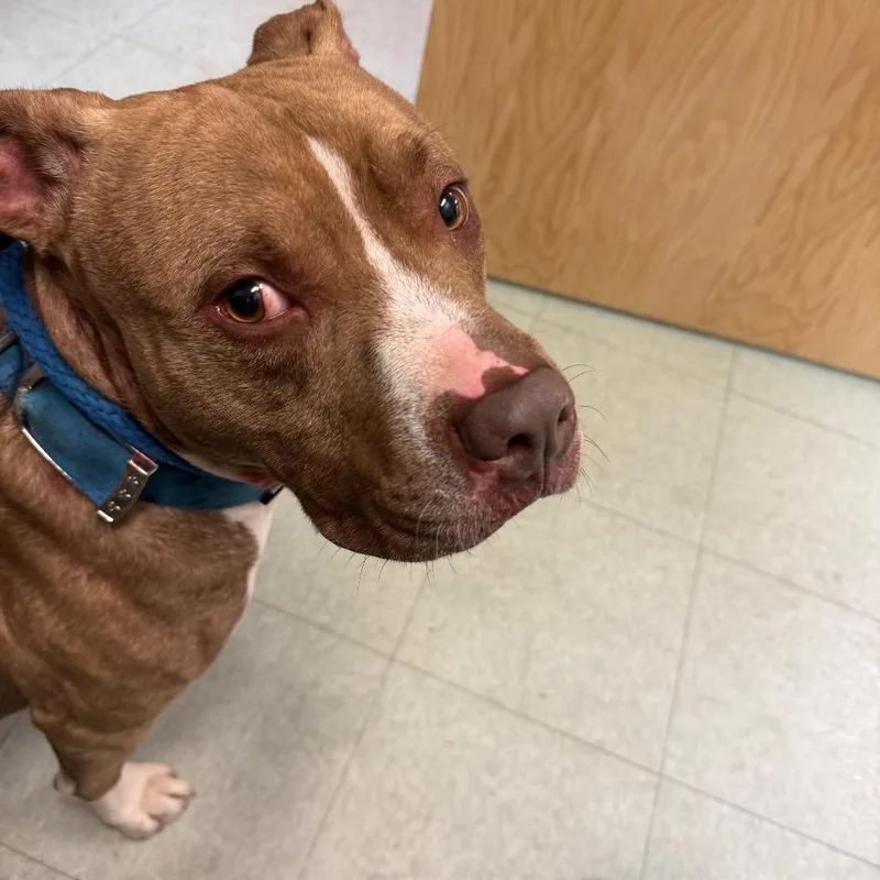 An adult medium-sized male Yellow / Tan / Blond / Fawn Pit Bull Terrier dog named Magoo for adoption in Philadelphia, PA
