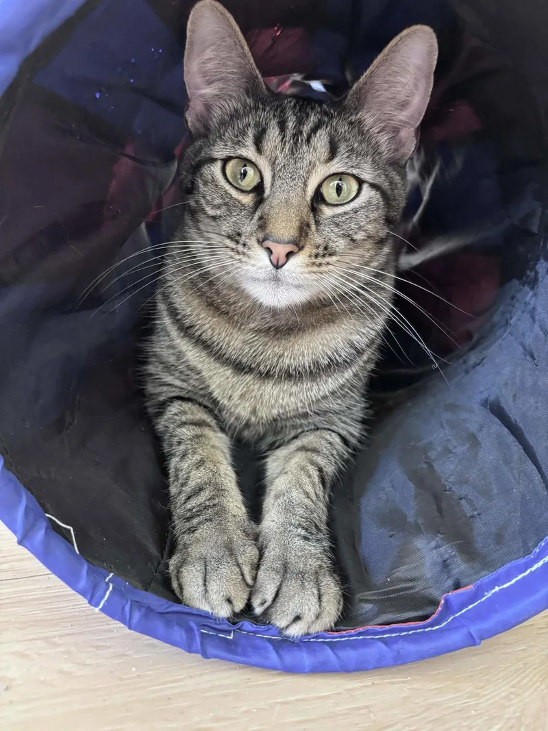 An adult medium-sized male Gray / Blue / Silver Domestic Short Hair cat named "groot" for adoption in Fort Worth, TX