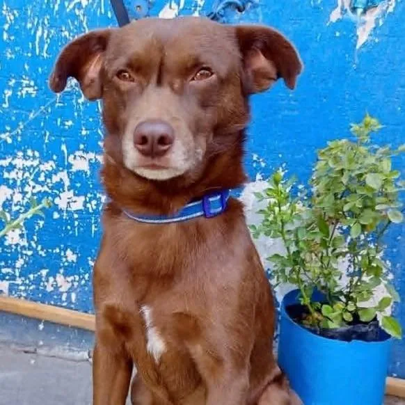 An adult small-sized male Brown / Chocolate Retriever dog named Chocolate for adoption in Graham, WA
