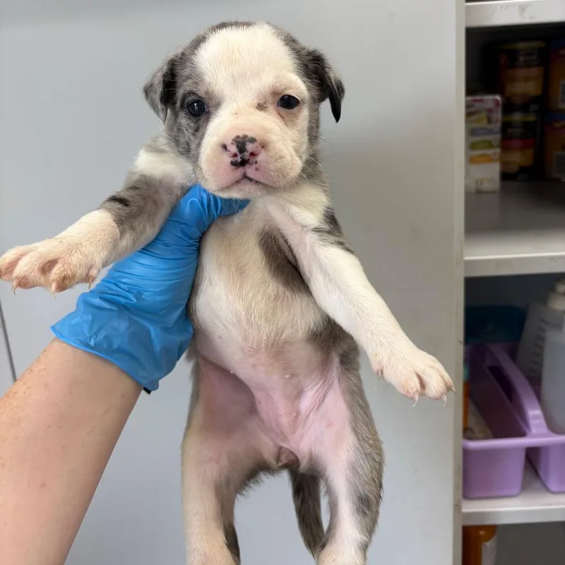 A baby small-sized female Gray / Blue / Silver Mixed Breed dog named Sichuan Chicken for adoption in LOXAHATCHEE, FL
