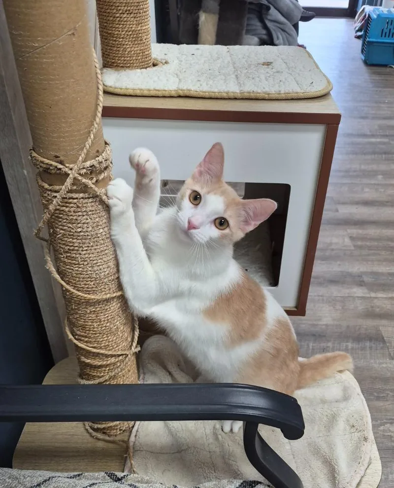 A baby medium-sized female Domestic Short Hair cat named Paris for adoption in Rome, GA