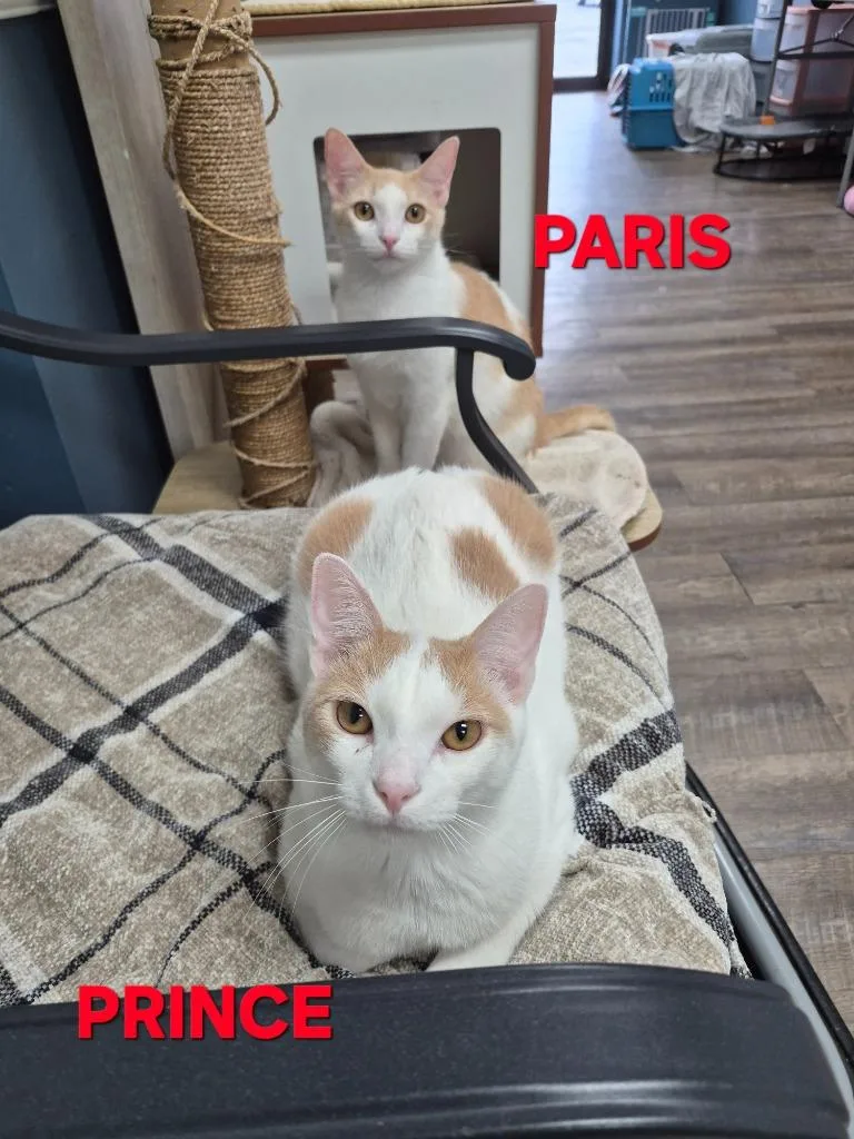 Paris thumbnail 2