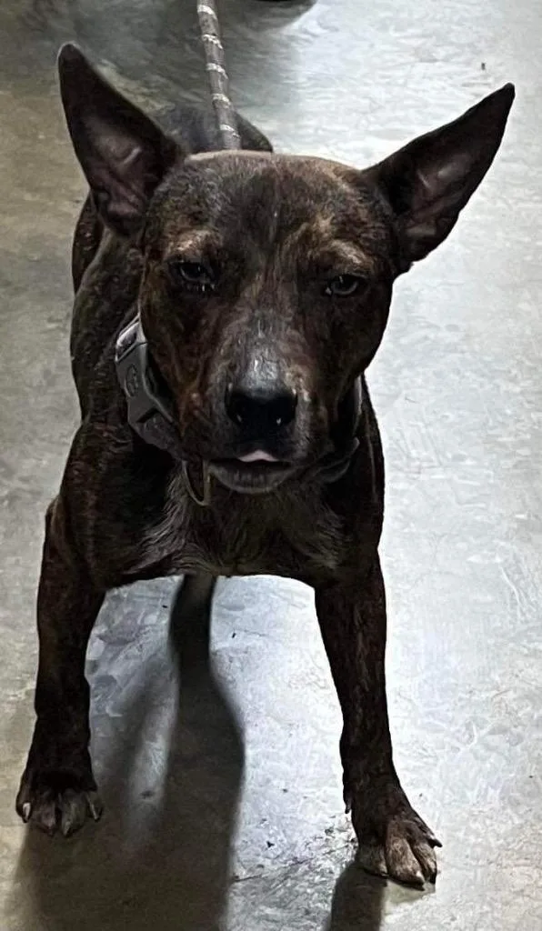 Rocket Man thumbnail 2