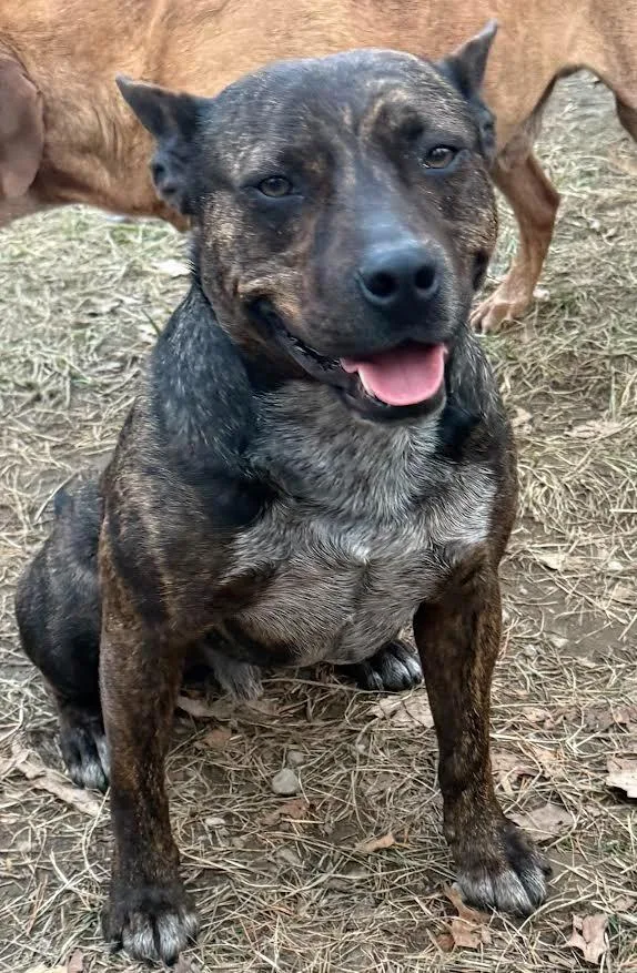 Rocket Man thumbnail 3