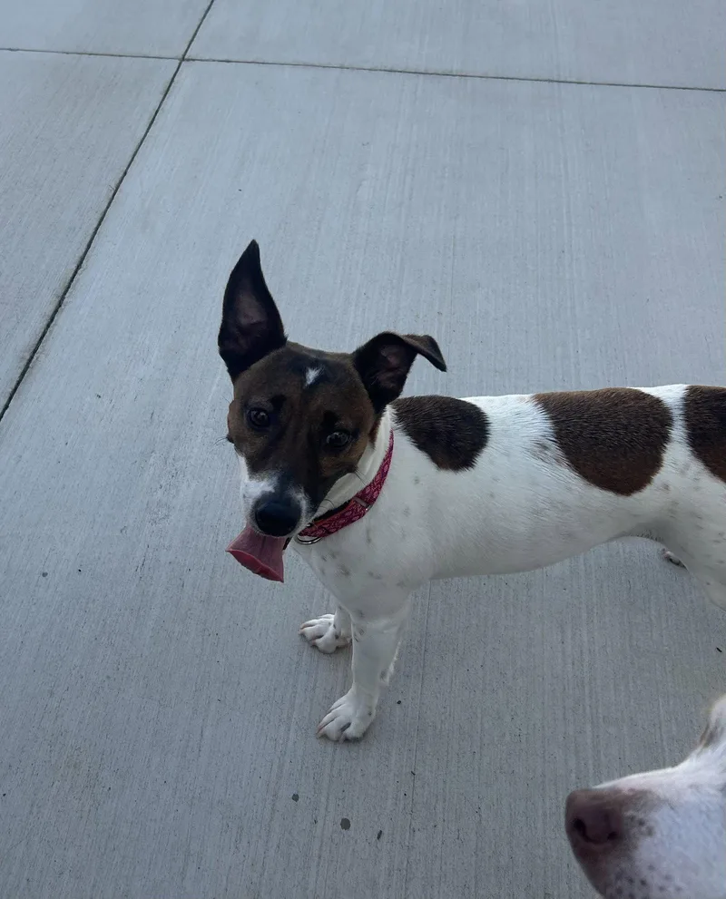 A young medium-sized female Jack Russell Terrier dog named Carlotta for adoption in Lancaster, PA