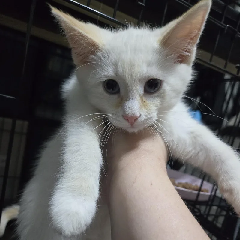 A young small-sized male Flame Point Domestic Short Hair cat named Link McGuire for adoption in Eagle Mountain, UT