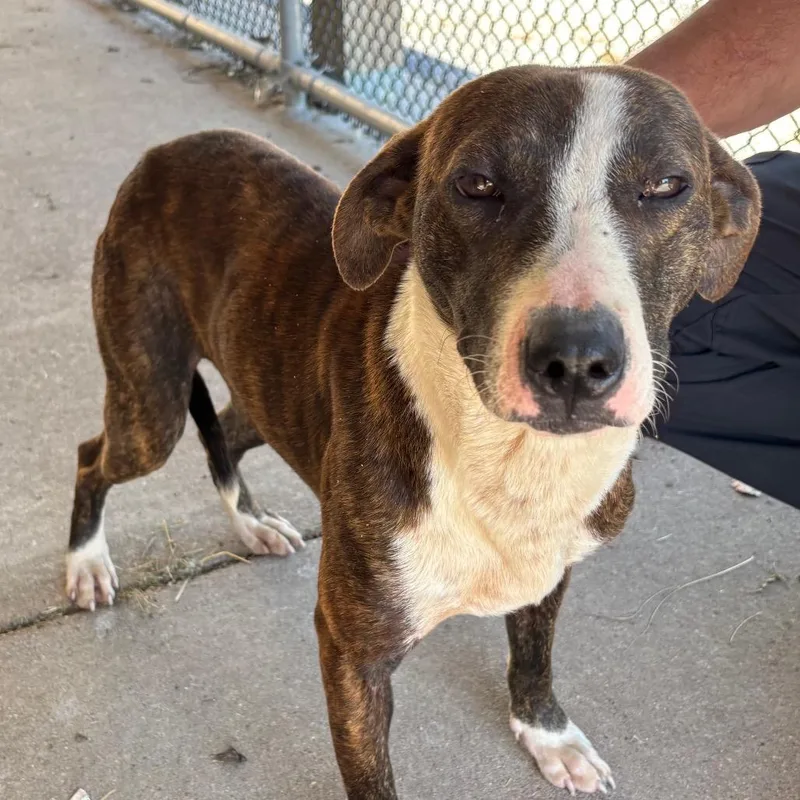 A young medium-sized male Brindle Mixed Breed dog named Whimmy for adoption in Edwardsville, IL