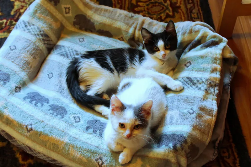 A baby medium-sized female Gray & White Domestic Short Hair cat named Sapphire for adoption in Urbana, OH