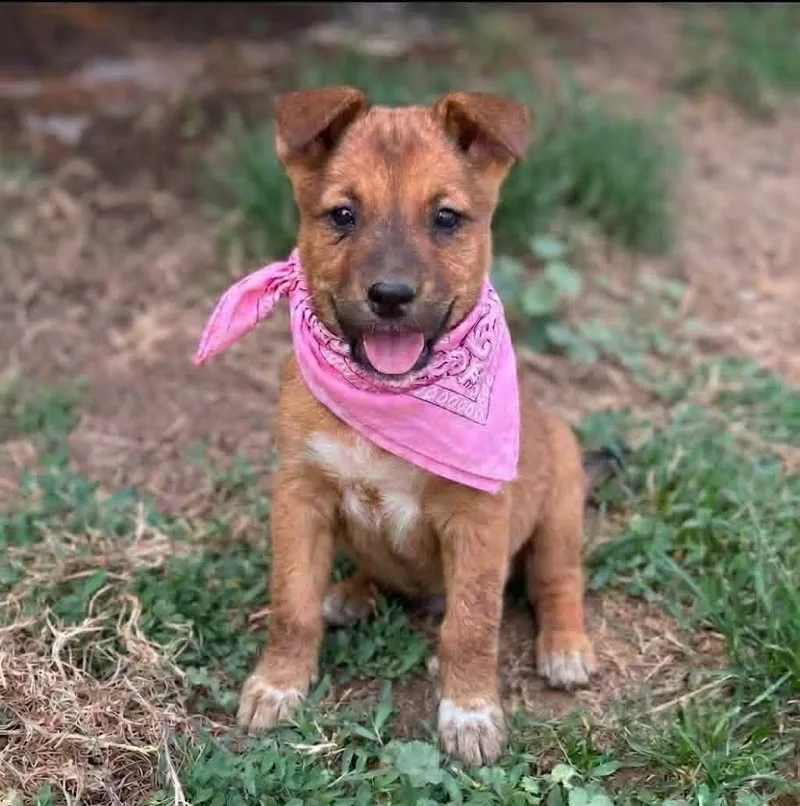 A baby small-sized female Terrier dog named Pepper for adoption in Anza, CA